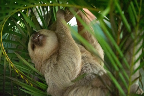 Panama: Private Tour zur Embera-Gemeinde und zum Faultier-SchutzgebietPanama: Private Tour zur Embera-Gemeinde und zum Faultierschutzgebiet