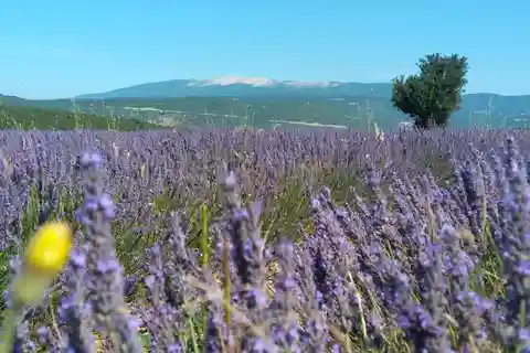departing from Avignon, Classic lavender tour