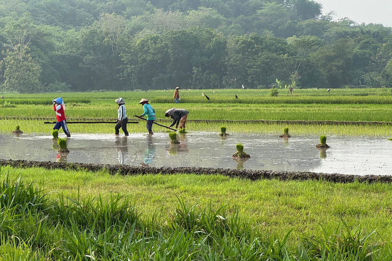 Yogyakarta: Village Cycling Tour with Local Snacks