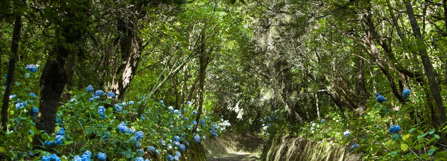 Madeira: Full-Day Laurel Forest Guided Walking Tour