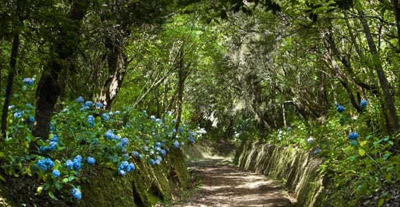 Madeira: Full-Day Laurel Forest Guided Walking Tour
