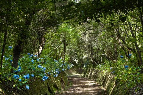 Madeira: tour a pie guiado por el bosque de laurisilva de día completo