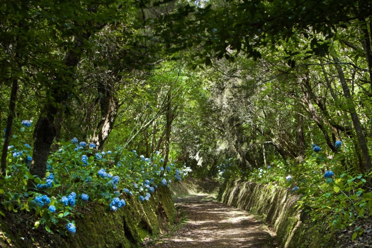 Madeira: Ganztägige Laurel Forest Guided Walking Tour