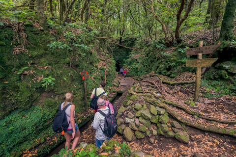 Madeira: Full-Day Laurel Forest Guided Walking Tour