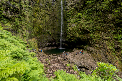 Madeira: tour a pie guiado por el bosque de laurisilva de día completo