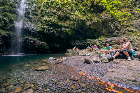 Madeira: tour a pie guiado por el bosque de laurisilva de día completo