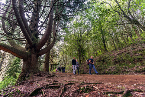 Madeira: Heldags Laurel Forest Guidad vandringstur