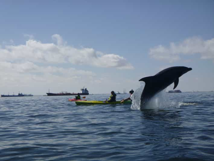 Walvis Bay: Tour in kayak di Pelican Point | GetYourGuide