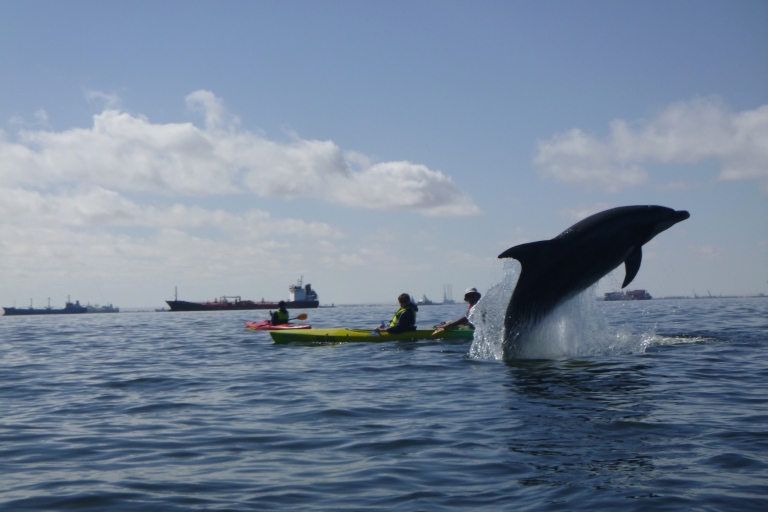 Walvis Bay : Excursion en kayak à Pelican Point
