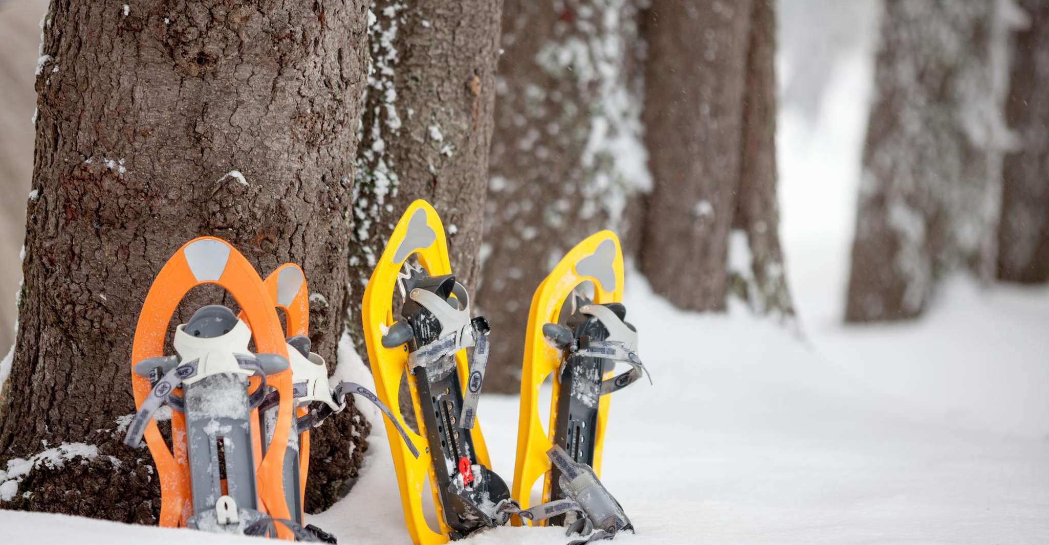 From Sirkka, Levi Summit Guided Nature Snowshoeing Tour - Housity