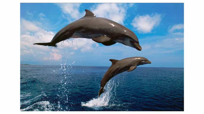 Fuengirola: tour en barco de avistamiento de delfines con bebida