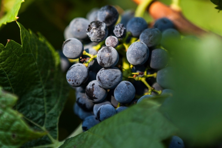 Z Aten: prywatna wycieczka do Napflio z degustacją winaOpcja standardowa