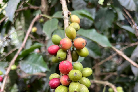 From Bogotá: Cerro Monserrate or Guadalupe and All-Inclusive Coffee Sightseeing Tour