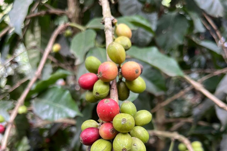 From Bogotá: Cerro Monserrate or Guadalupe and All-Inclusive Coffee Sightseeing Tour