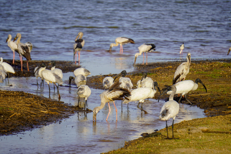 Minneriya: Private Family Wildlife Safari with Pickup