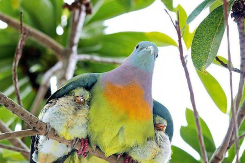 Nairobi National Park Evening and Sundowner Game Drive