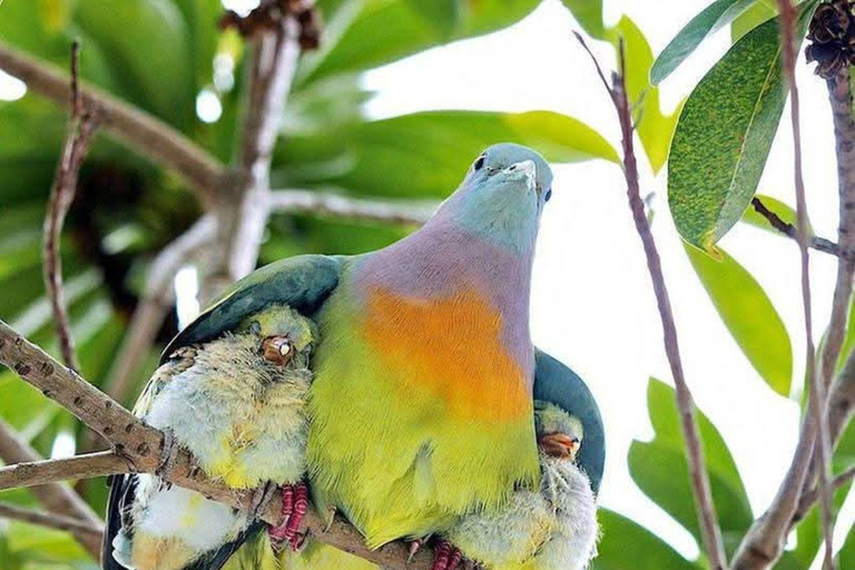 Nairobi National Park Evening and Sundowner Game Drive