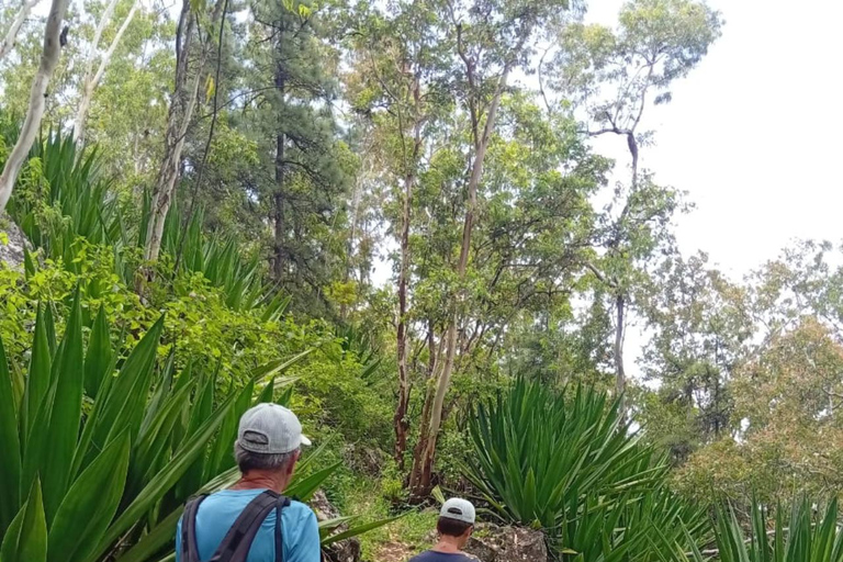 Serra Malagueta : Hike Natural Park with Kapok Tree Visit Private Tour