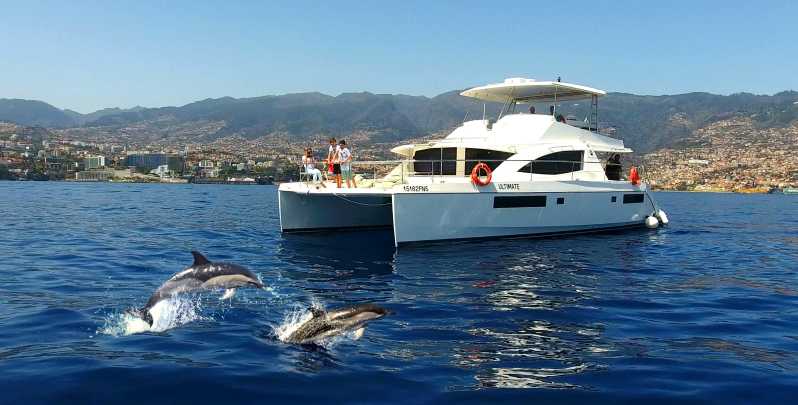Tour deluxe all-inclusive con avvistamento balene e delfini