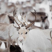 Levi: Traditional Reindeer Husbandry Experience