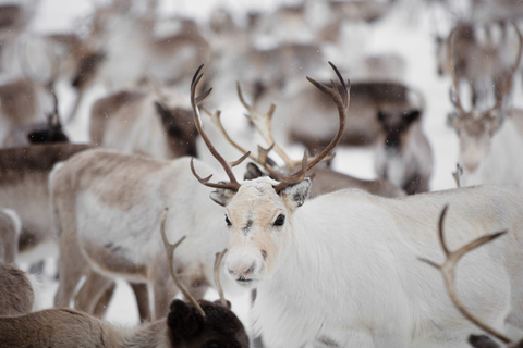 Levi: Traditional Reindeer Husbandry Experience Authentic Reindeer experience in the wilderness in Levi