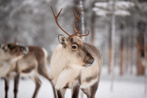 Levi: Traditional Reindeer Husbandry Experience Authentic Reindeer experience in the wilderness in Levi