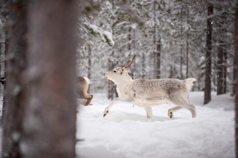 Levi: Traditional Reindeer Husbandry Experience Authentic Reindeer experience in the wilderness in Levi