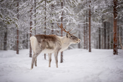 Levi: Traditional Reindeer Husbandry ExperienceAuthentic Reindeer experience in the wilderness in Levi