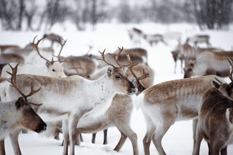 Levi: Traditional Reindeer Husbandry Experience Authentic Reindeer experience in the wilderness in Levi