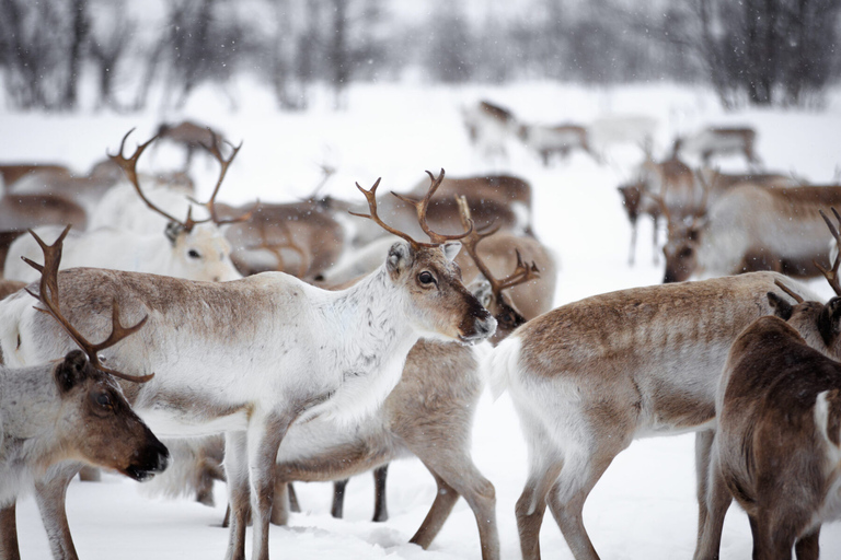 Levi: Traditional Reindeer Husbandry Experience Authentic Reindeer experience in the wilderness in Levi