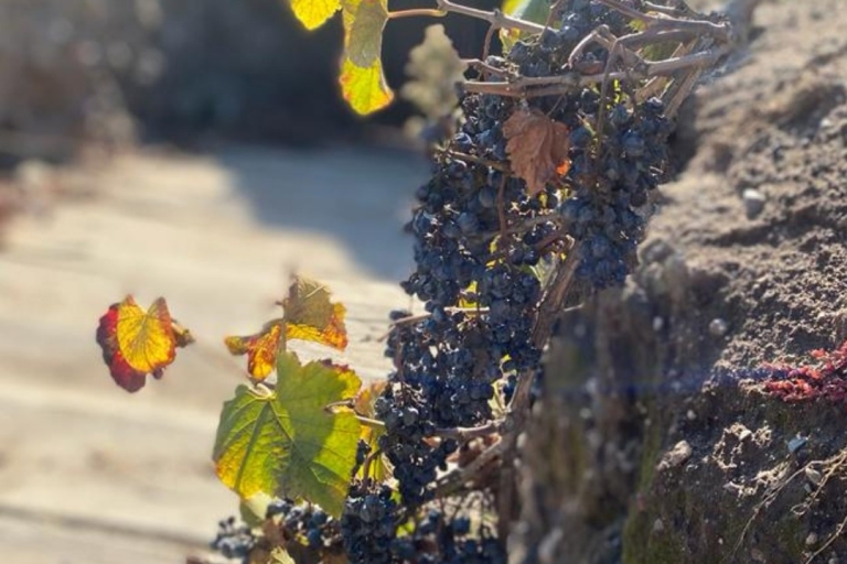 De Santiago: visite des vignobles d'Undurraga avec dégustation