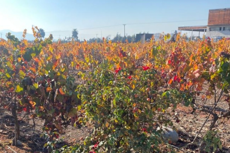De Santiago: visite des vignobles d'Undurraga avec dégustation