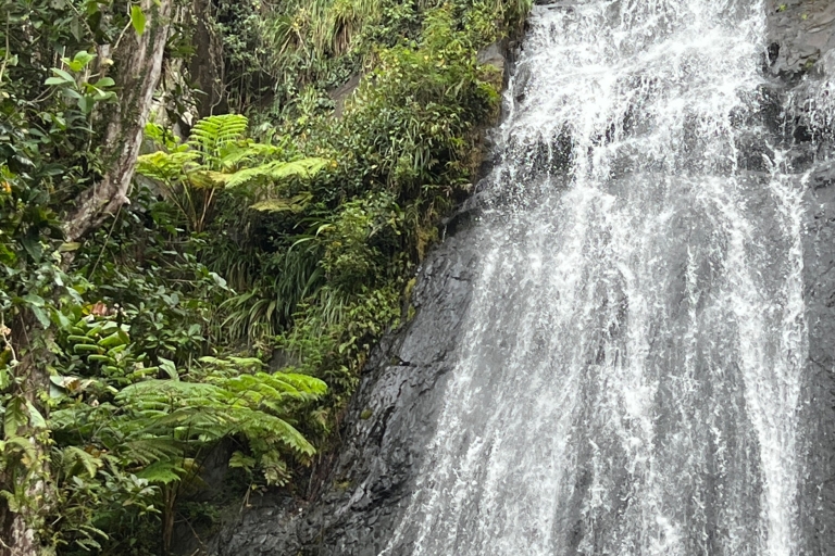 San Juan/Carolina: viaje al bosque nacional El Yunque con caminata