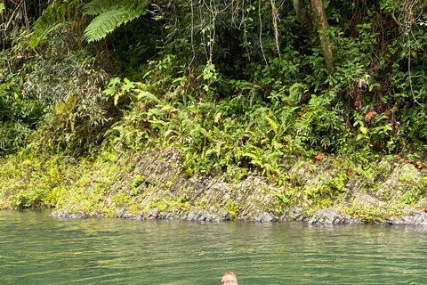 San Juan / Caroline: excursion dans la forêt nationale d'El Yunque avec randonnée