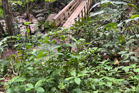 San Juan / Caroline: excursion dans la forêt nationale d'El Yunque avec randonnée