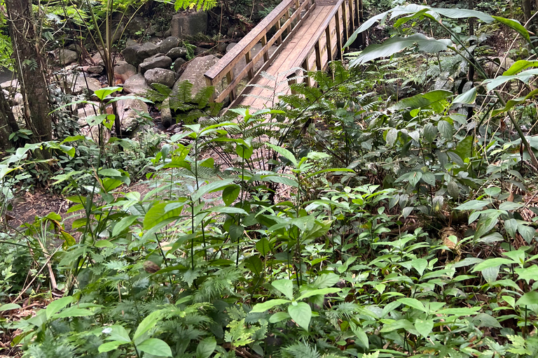 San Juan / Caroline: excursion dans la forêt nationale d'El Yunque avec randonnée