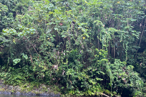 San Juan / Caroline: excursion dans la forêt nationale d'El Yunque avec randonnée