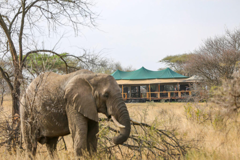 5 jours de migration, Tarangire, Serengeti et Ngorongoro