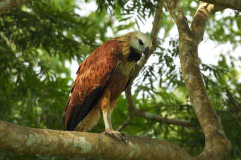 Cartagena: tour privato di birdwatching nel Canal del dique