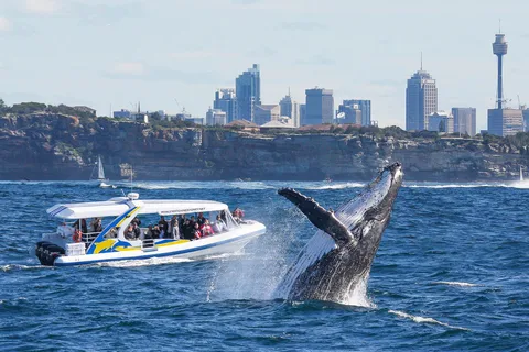 Sydney: 2,5 timmars äventyrskryssning med valskådning