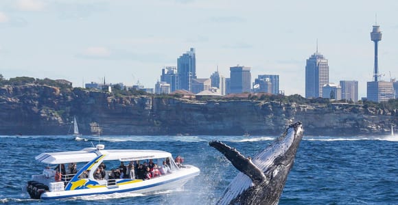 Sydney: 2.5-hour Adventure Whale Watching Cruise