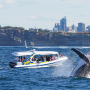 Sydney: 2.5-hour Adventure Whale Watching Cruise