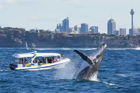 Sydney: 2,5 timmars äventyrskryssning med valskådning