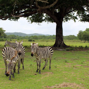 Coron: Black Island & Calauit Private Safari Tour