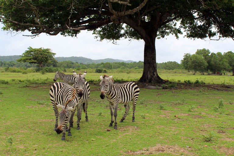 Coron: Black Island e Calauit Private Safari Tour