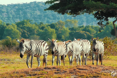 Coron: prywatna wycieczka safari po czarnej wyspie i Calauit