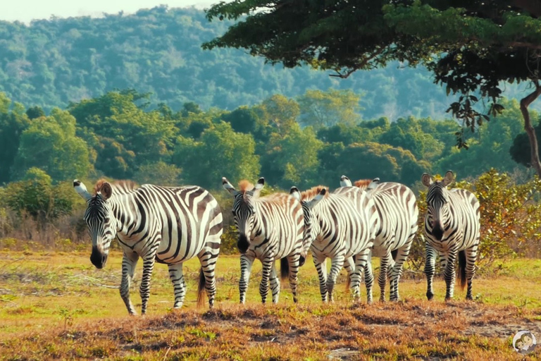 Coron: privat safari på Black Island och Calauit