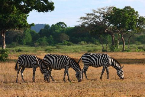 Coron: tour privado de safari en Black Island y Calauit