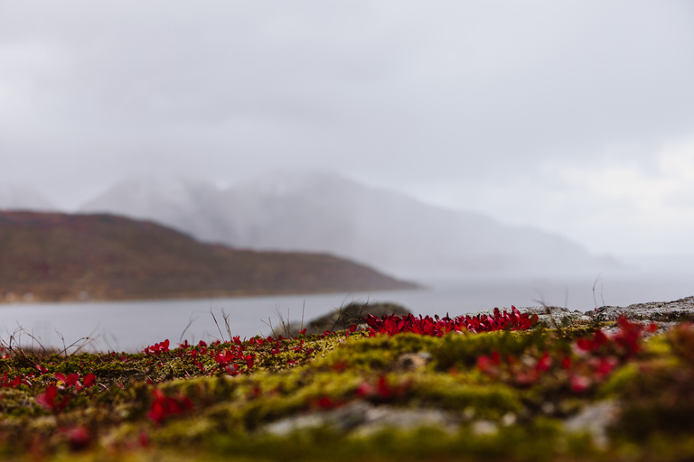 Tromso: expedición guiada por el fiordo e isla de Kvaløya con almuerzo