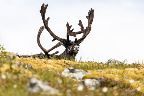 Tromso: Guided Fjord Expedition &amp; Kvaløya Island with Lunch